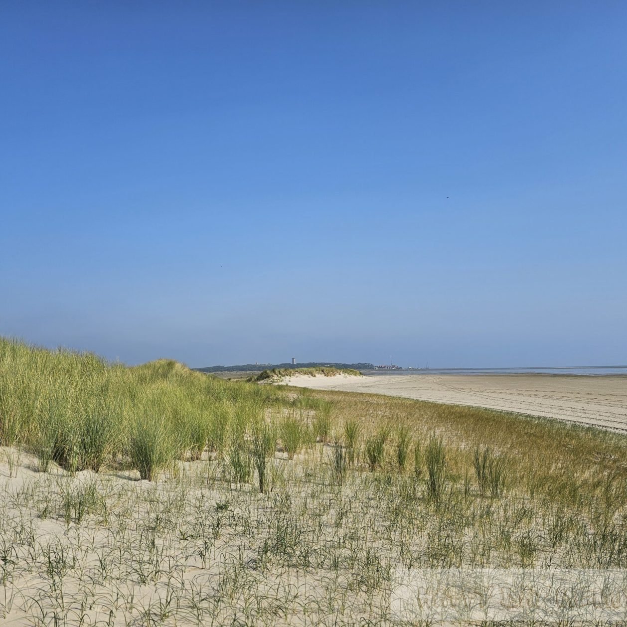 natuur wandelen met hond