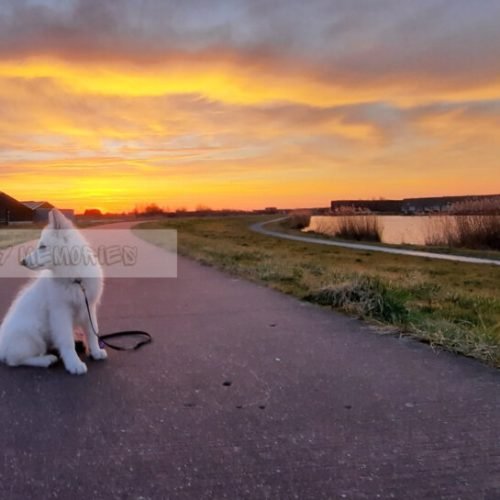 Zonsopkomst met Zwitserse herder pup