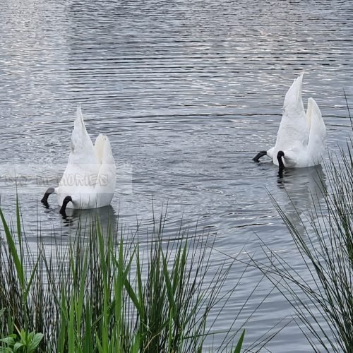 Zwanen op rare manier op de foto