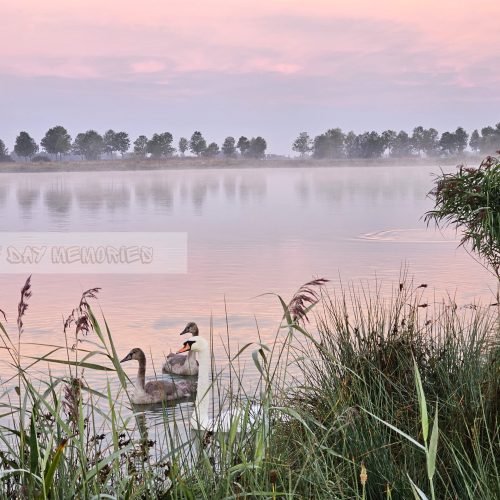 Zwanenfamilie in water met zonsopkomst