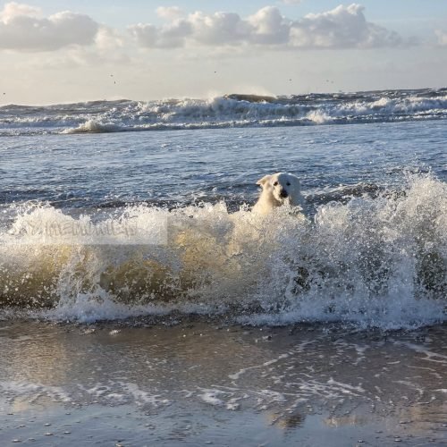 Zwitserse witte herder pup zwemmen